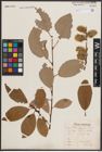 Foto von Salix caprea L.